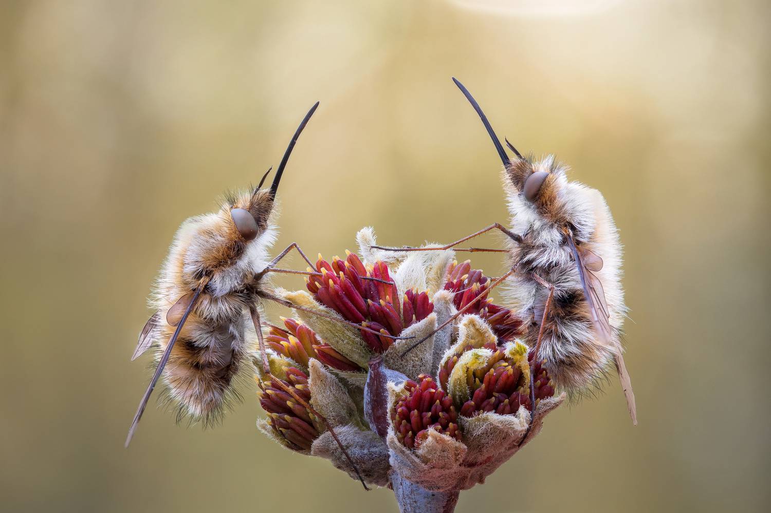 , Кузнецов Дмитрий