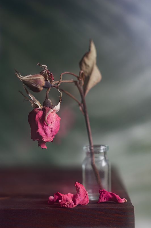 сухая роза, блюр эффект, гелиос 44 Волшебство искажения продолжается! фото превью