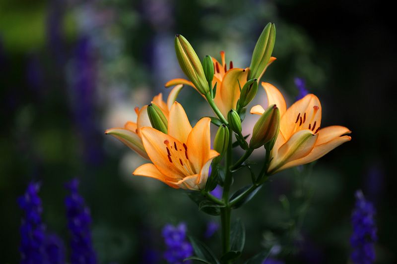 Лилии фото превью