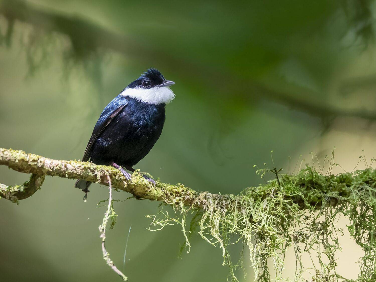 , Fernando Burgalin Sequeira