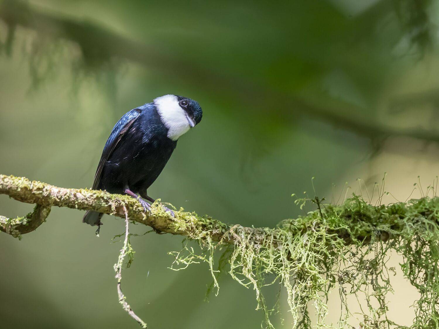 , Fernando Burgalin Sequeira