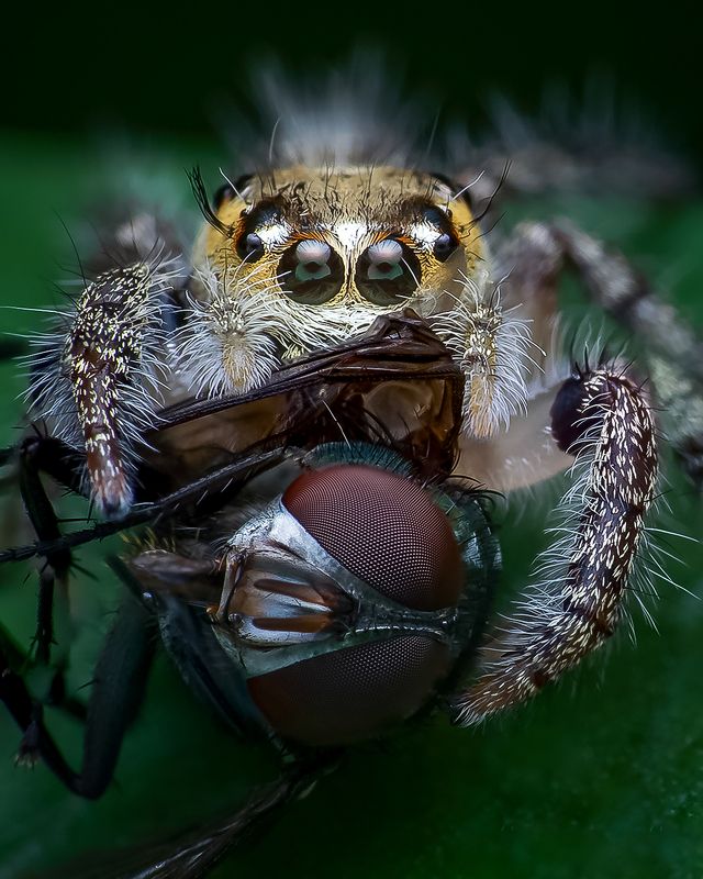 Macro wildlife insects Killing in style фото превью