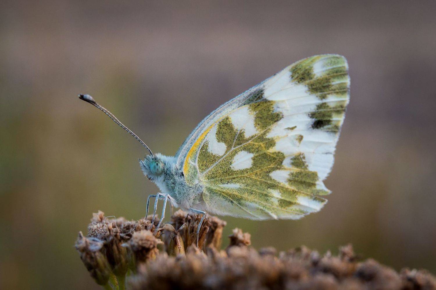 wildlife, insects,butterfly, насекомые, бабочка, белянка, eastern bath white, pontia edusa, Алексей Юденков