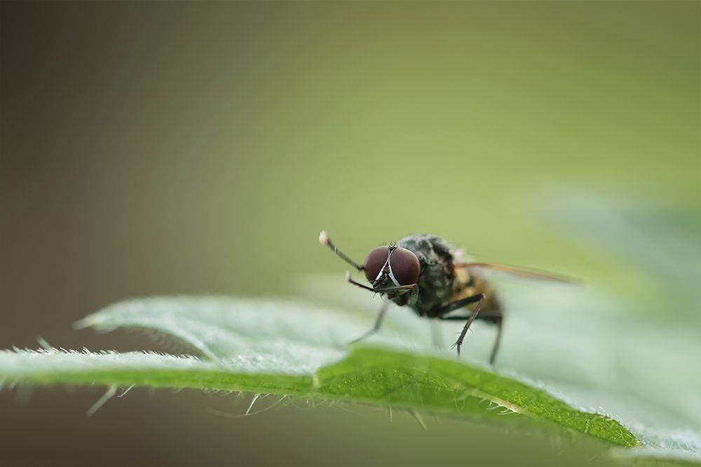 макро, муха,fly, macro, Марина Хилько