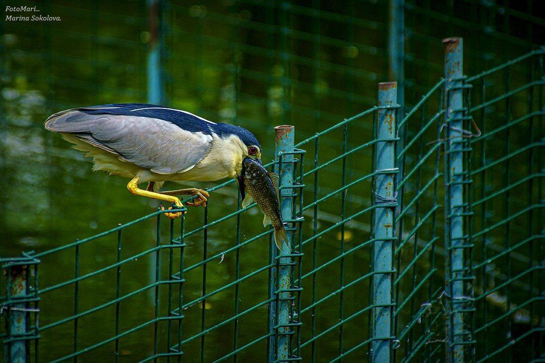 , Марина Соколова