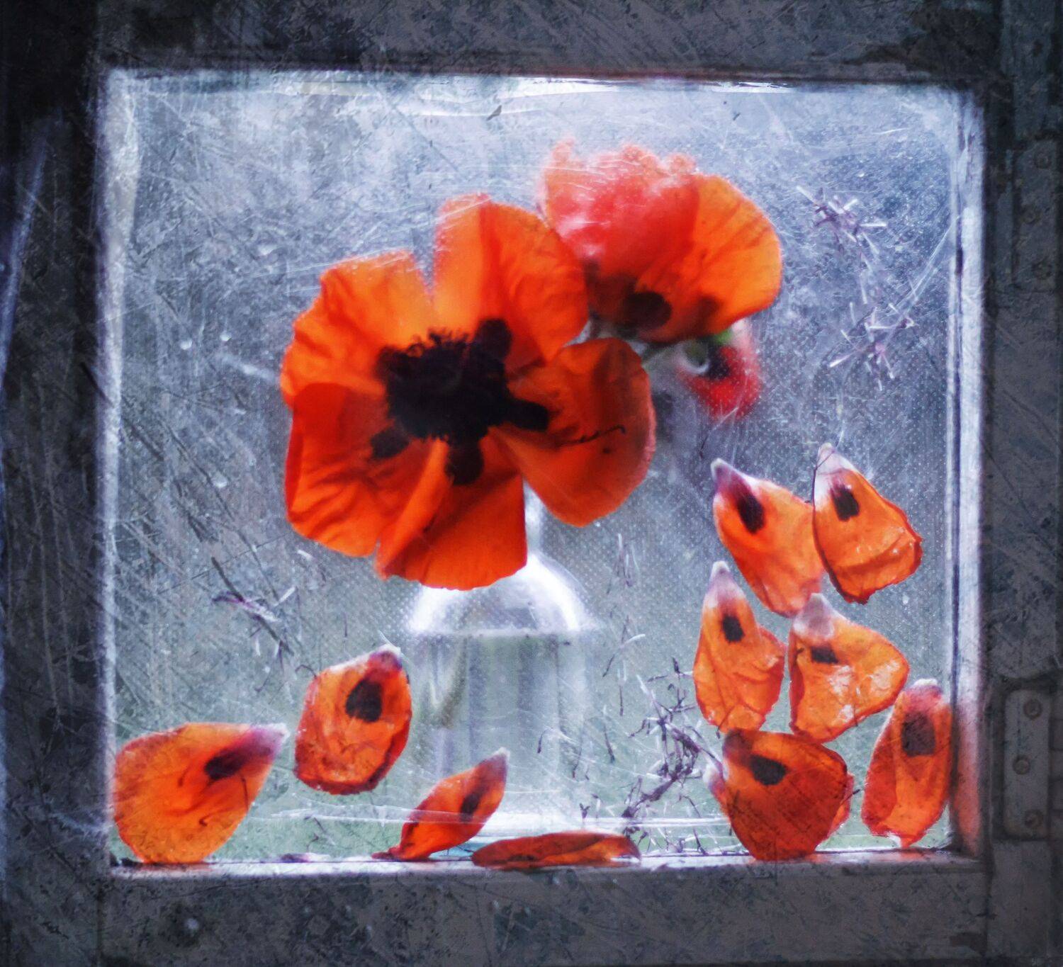 мак, лепестки, красный, Лионелла Зимина