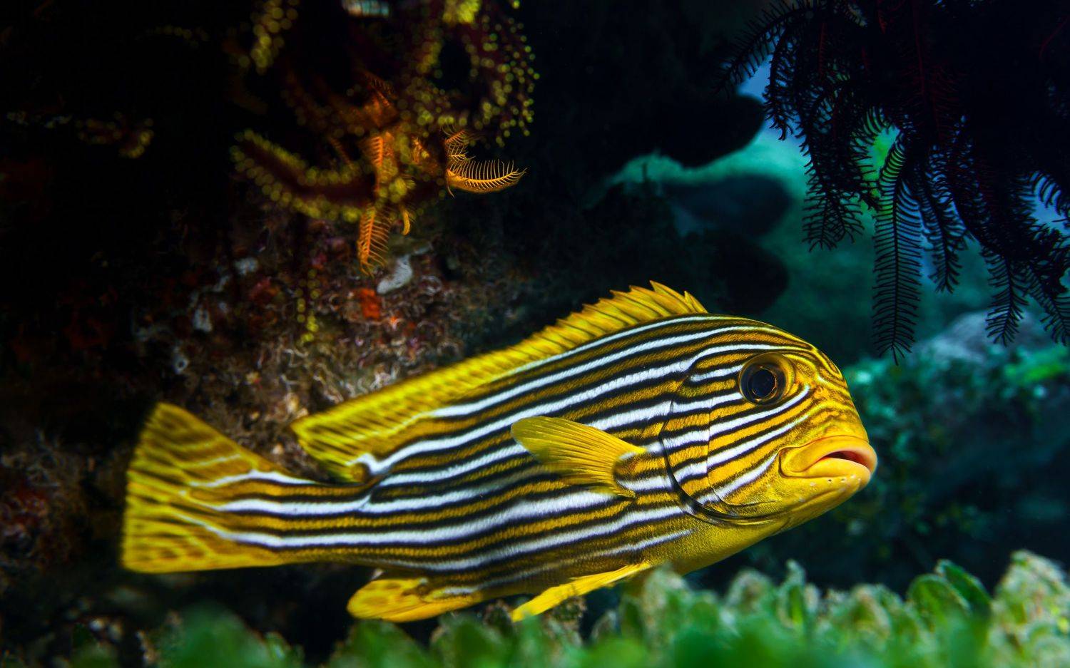 , Андрей Савин