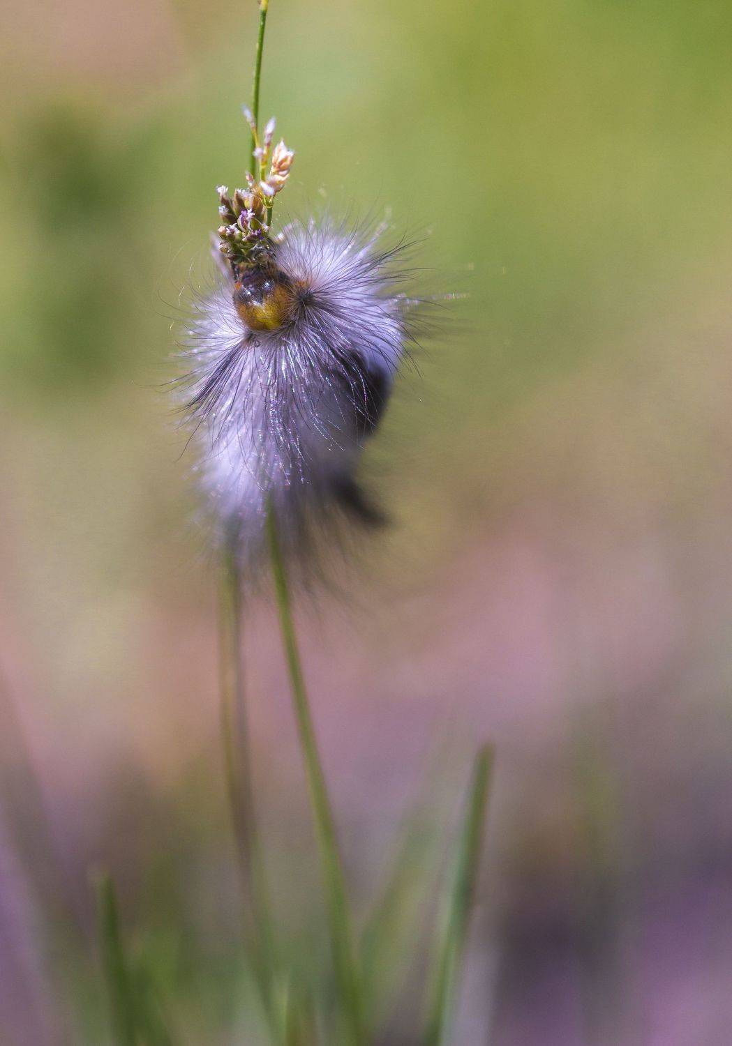 природа, макро, насекомые, личинки насекомых, гусеницы, Александр Кожухов