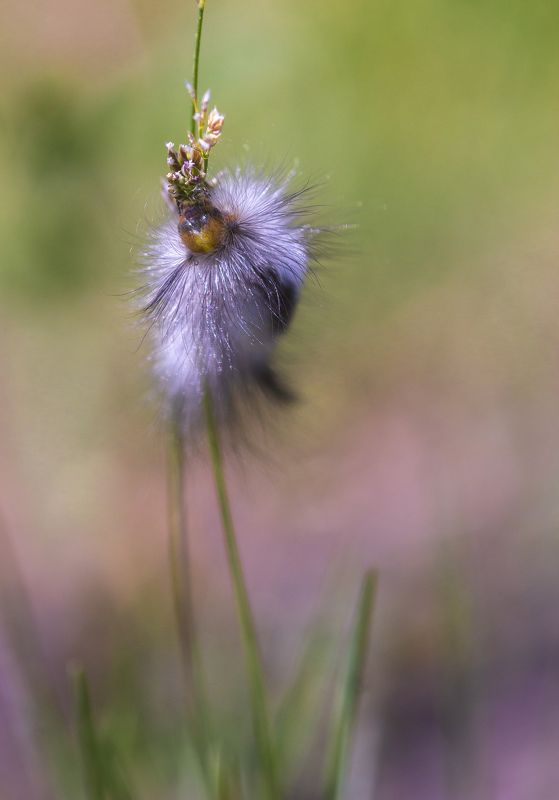 природа, макро, насекомые, личинки насекомых, гусеницы Пушинка фото превью