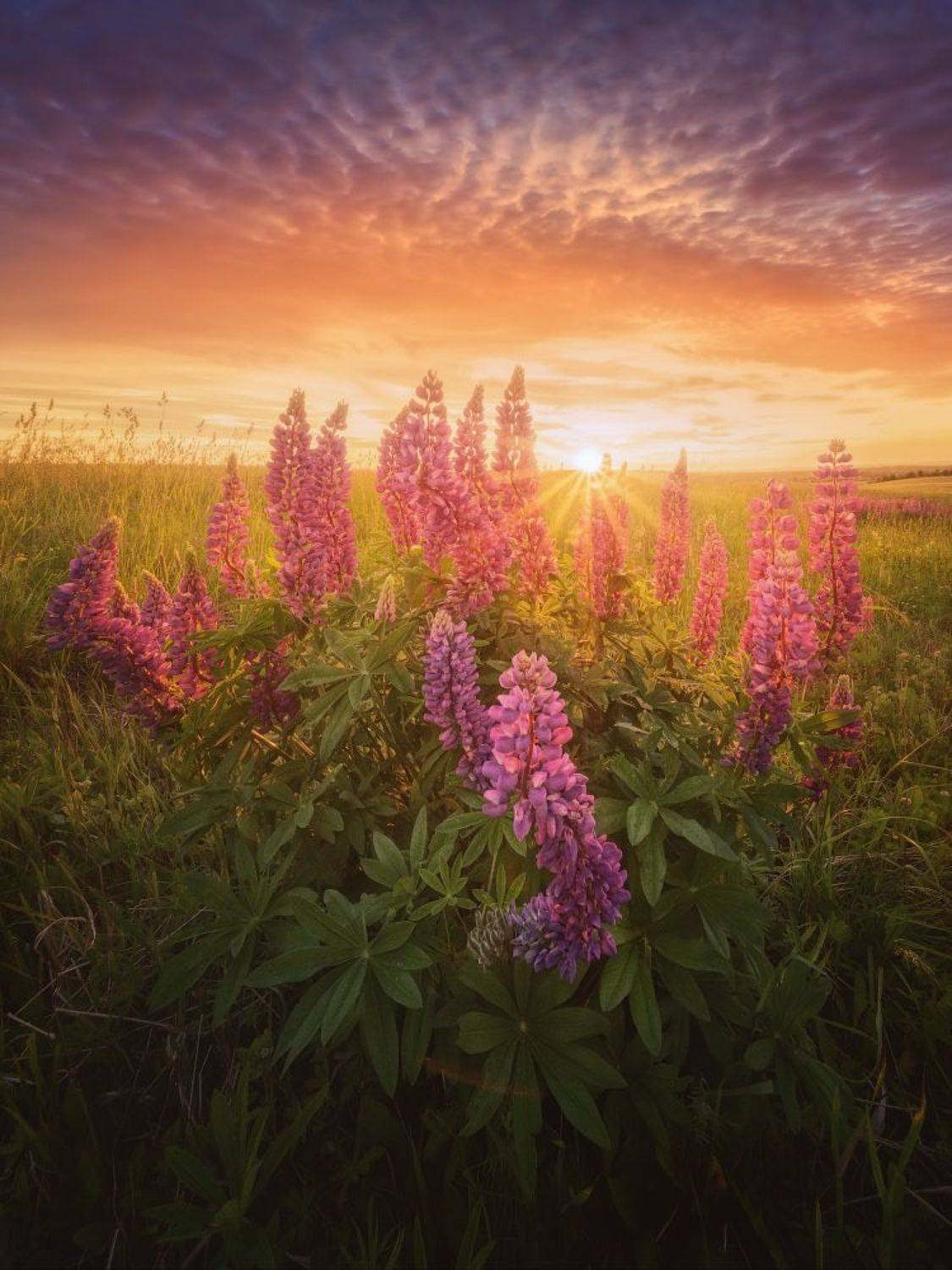 цветы, лето, Дмитрий Медянцев