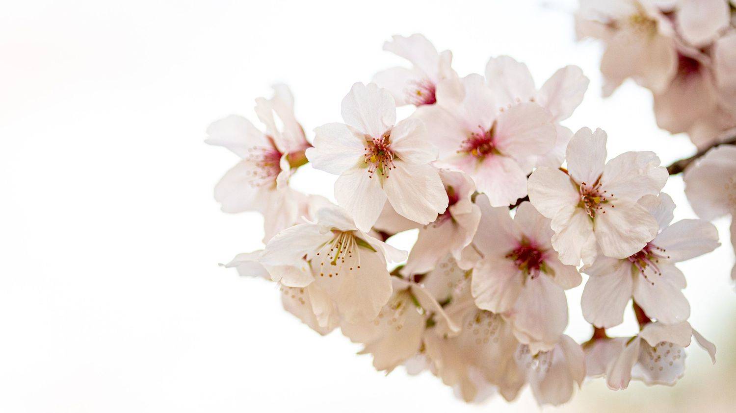 cherryblossom, Chris Mago OH