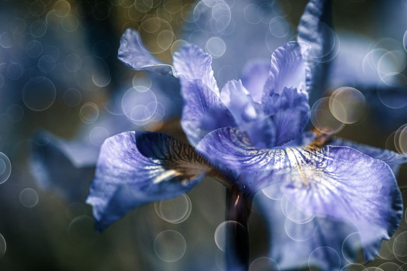 close-up Безумные танцы... фото превью