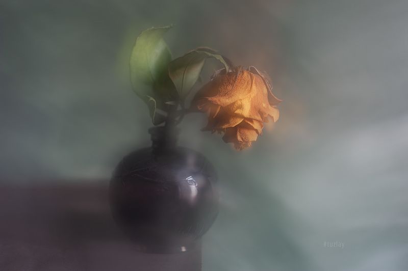 желтая роза, сухая роза, блюр Жёлтая подсушенная в блюре фото превью