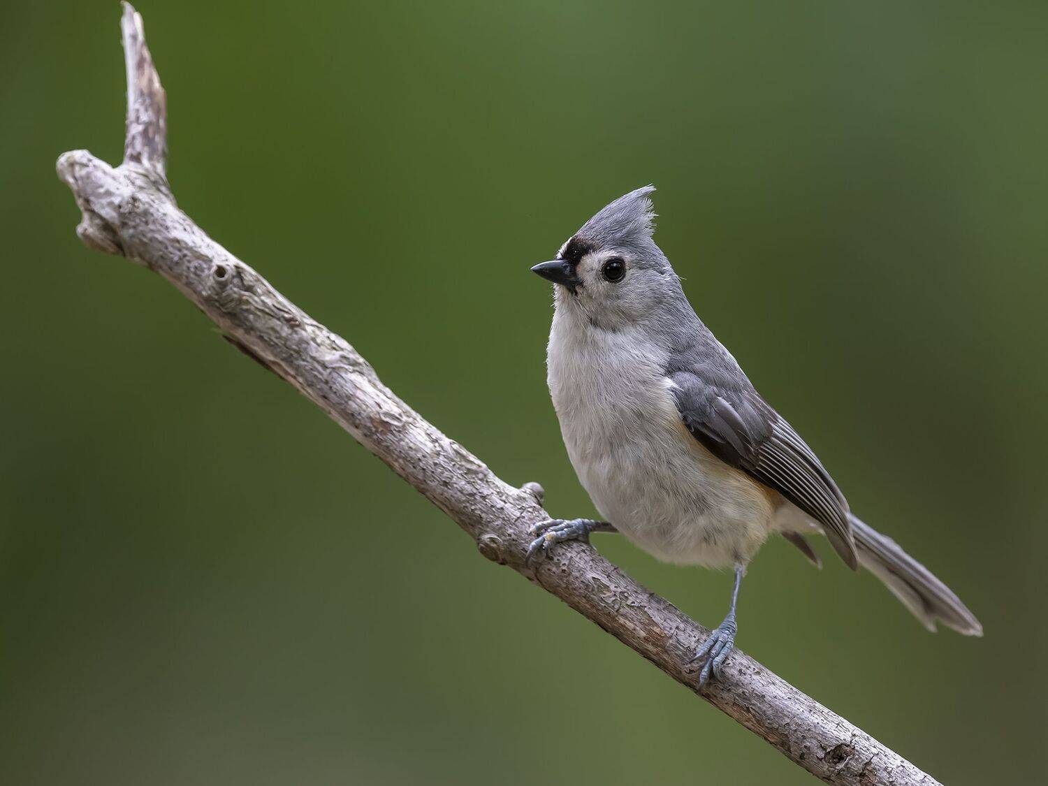 , Fernando Burgalin Sequeira
