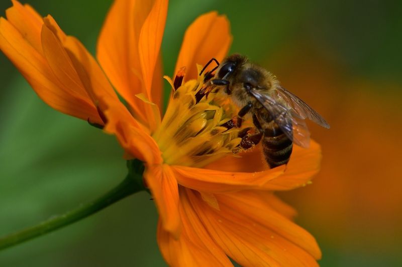 denis moura, mogi das cruzes, brasil, bee Save the bees фото превью