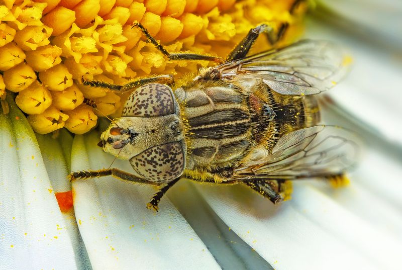 макро, муха, насекомые, макрофото, макромир, сад  фото превью