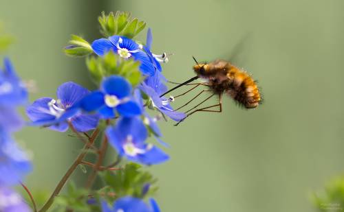 муха жужжала и цветы вероники лесной