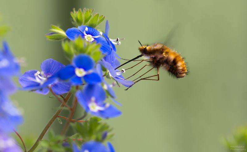 макро, природа, вероника, боке, насекомые, жужжала, муха муха жужжала и цветы вероники лесной фото превью