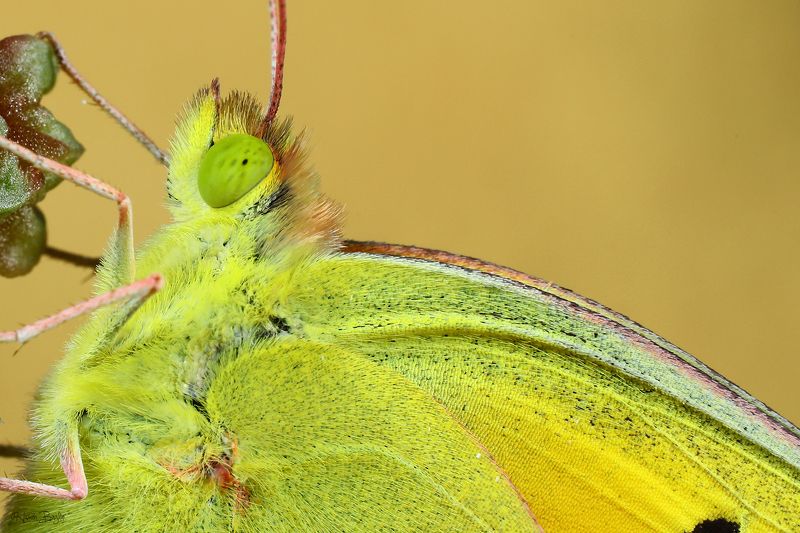 #butterflies#portrait#closeup#macro#nature#northcypru#cyprus Face to face фото превью