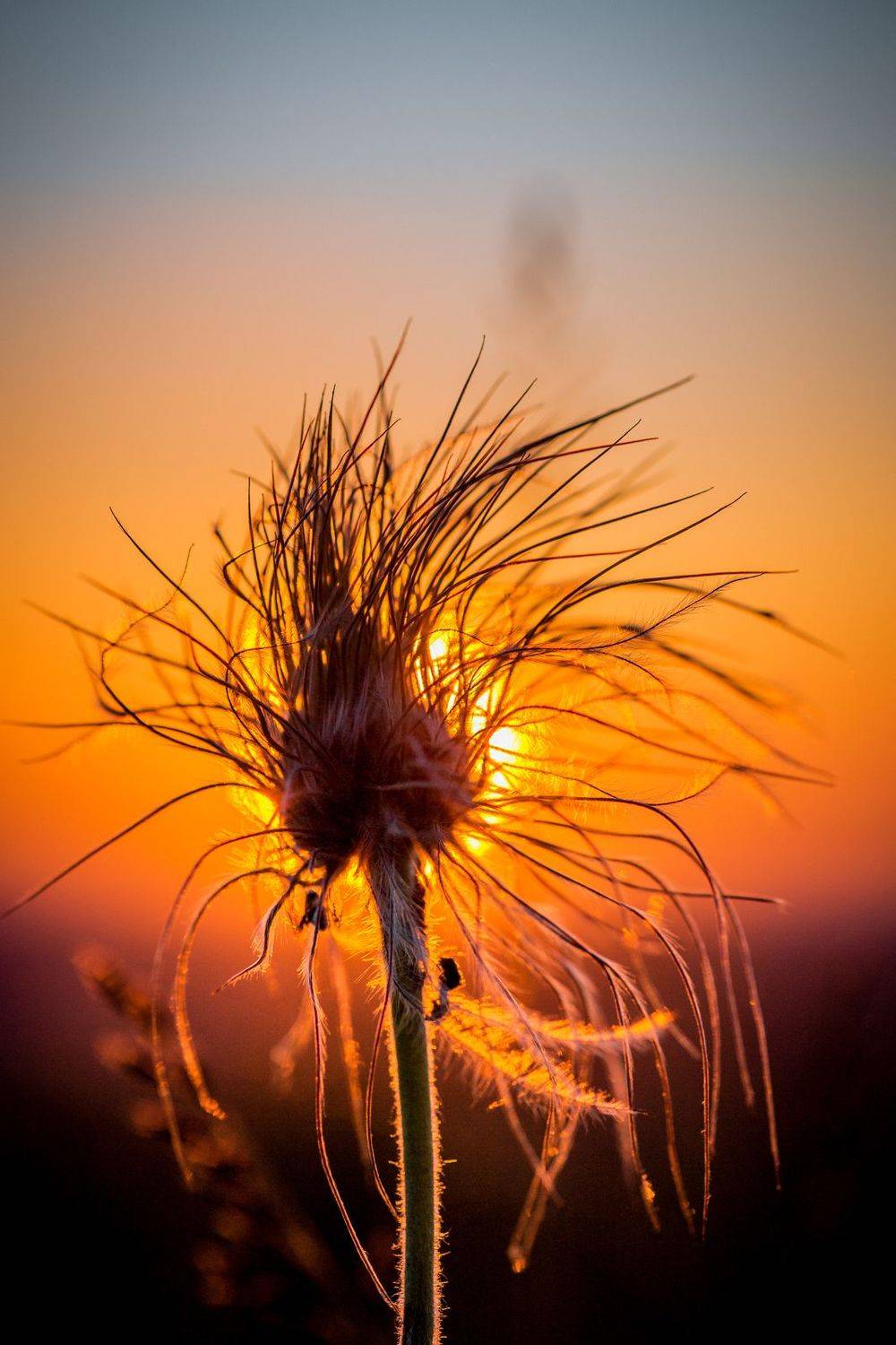 , Сигида Дмитрий