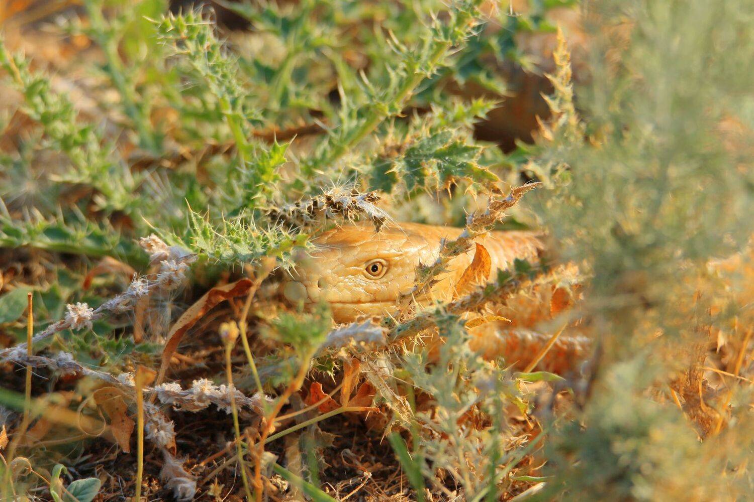 желтопузик,ящерица,, Marat Magov