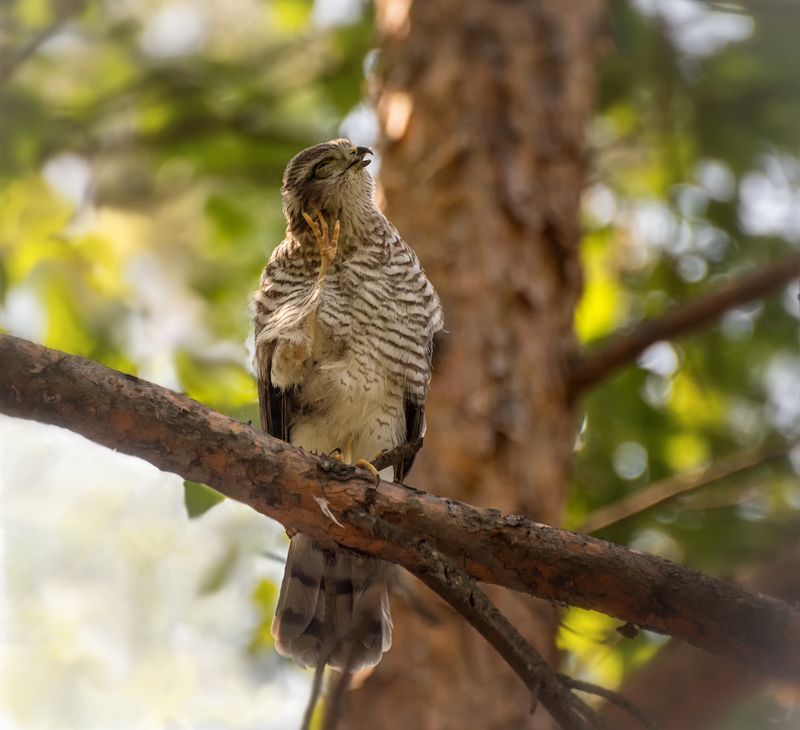 птица, ястреб перепелятник, слёток, птенец, сейчас чихну..! фото превью