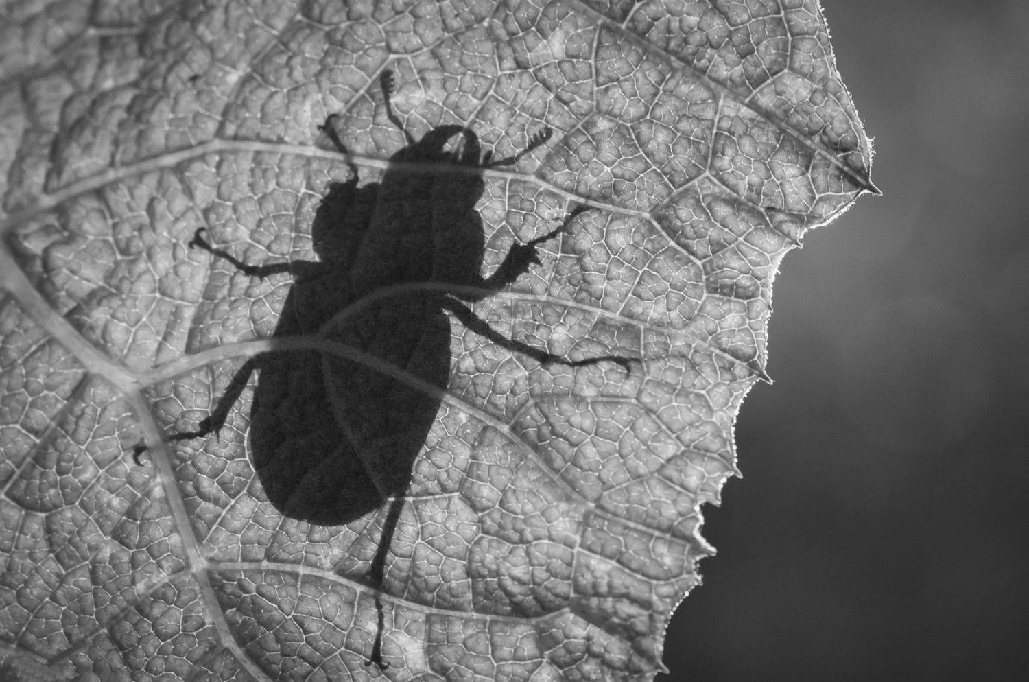 силуэт,чёрно-белый,жук,лист,природа, Владимир Володин