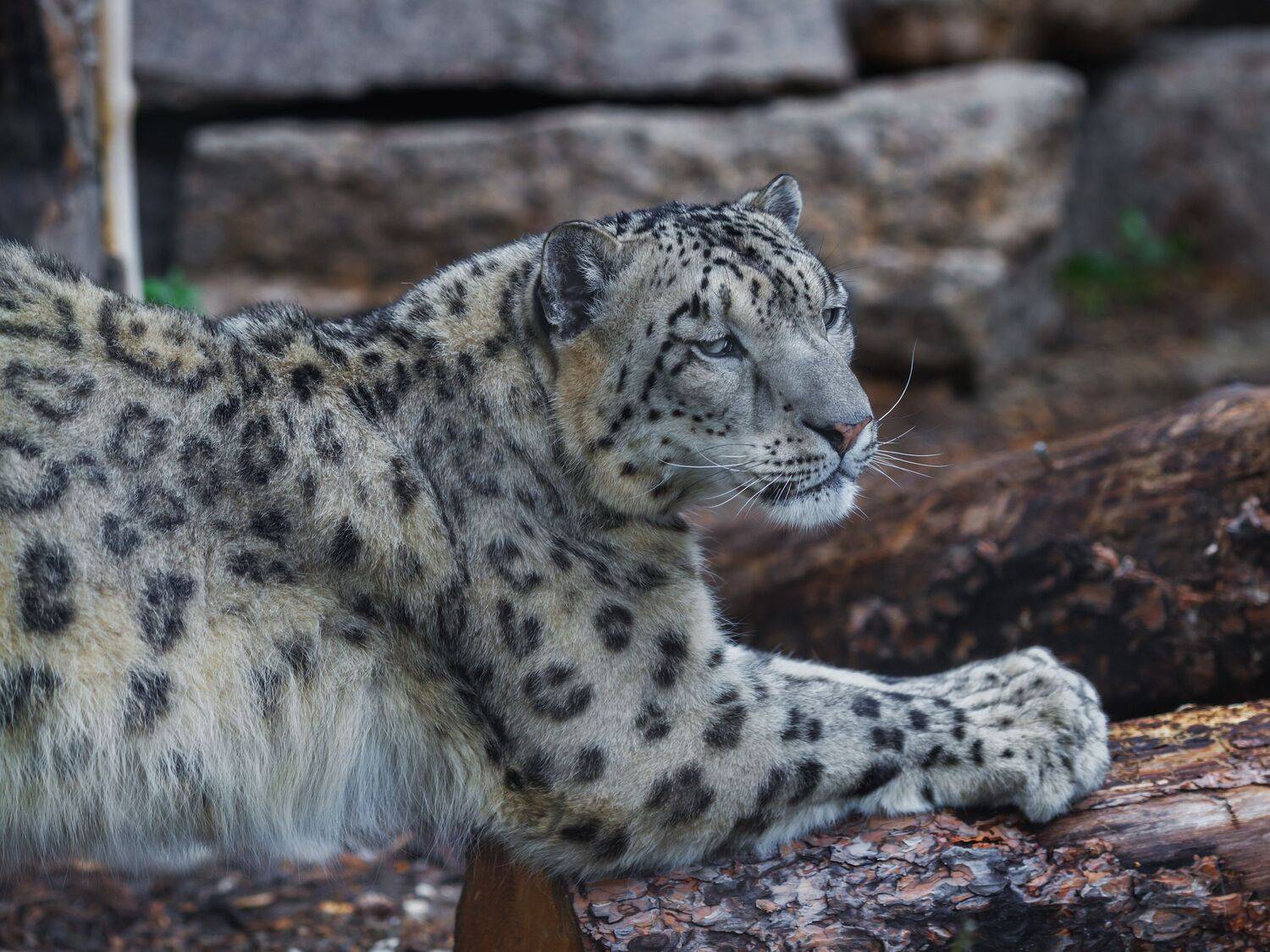 снежный барс, Олег Богданов