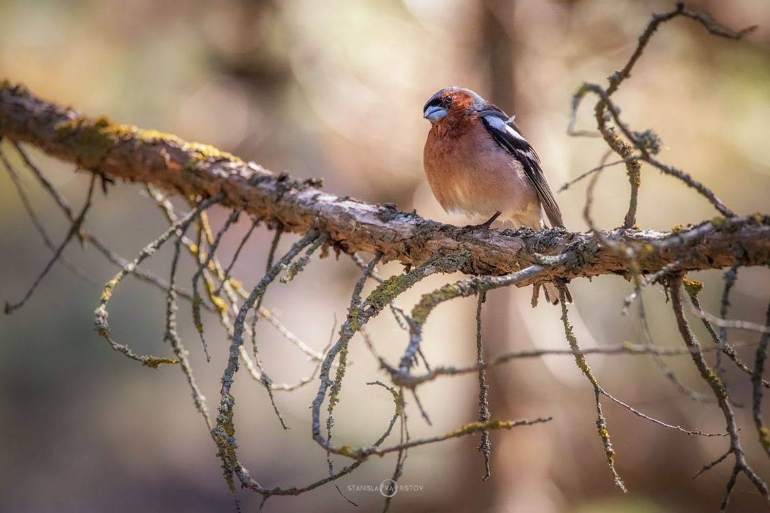 , Станислав Аристов