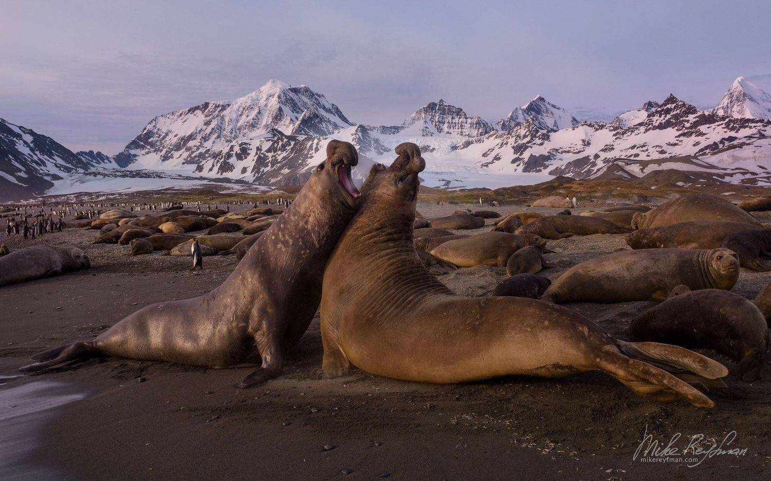 south georgia island, animal behavior, wildlife, animals in the wild, animals mating, beach, male animal, southern elephant seal, st andrews bay, Майк Рейфман