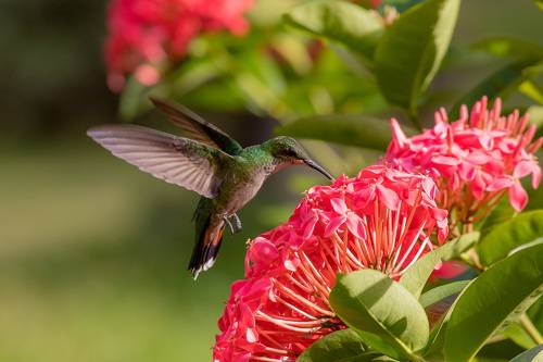 Колибри (Доминиканский манго)