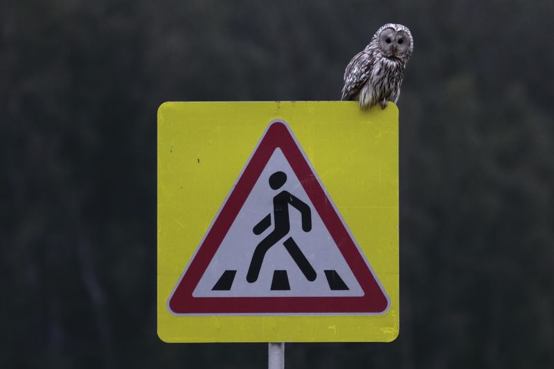 ночной патруль фото превью