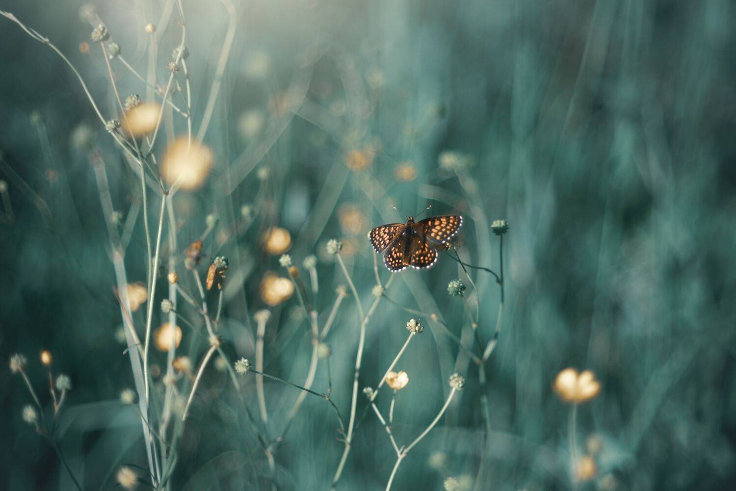 , Лапшина Владлена