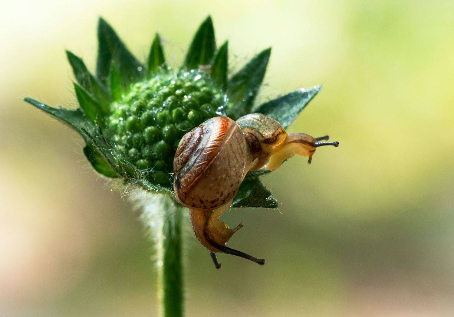 , Татьяна Гореславец