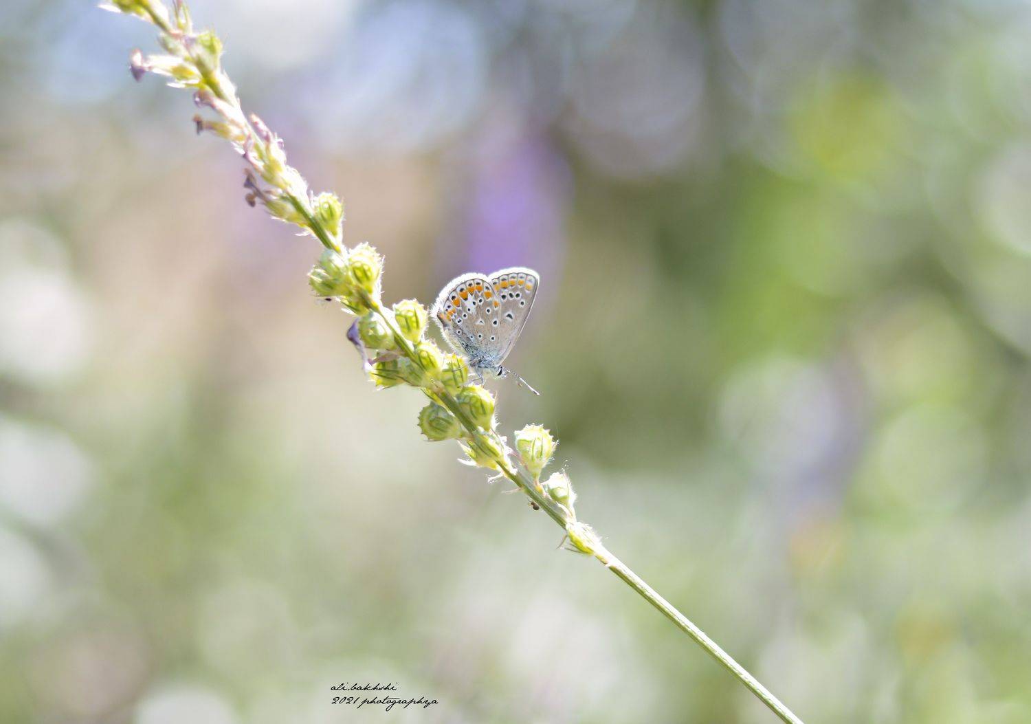 #insects, #insect, #bug, #bugs, #bugslife, #macro, #closeup, #nature, #animals, #animals, #instanature, #instagood, #macrogardener, #macrophotography, #creature, #creatures, #macro_creature_feature, #photooftheday, #wildlife, #nature_shooters, #earth, #na, ali bakhshi