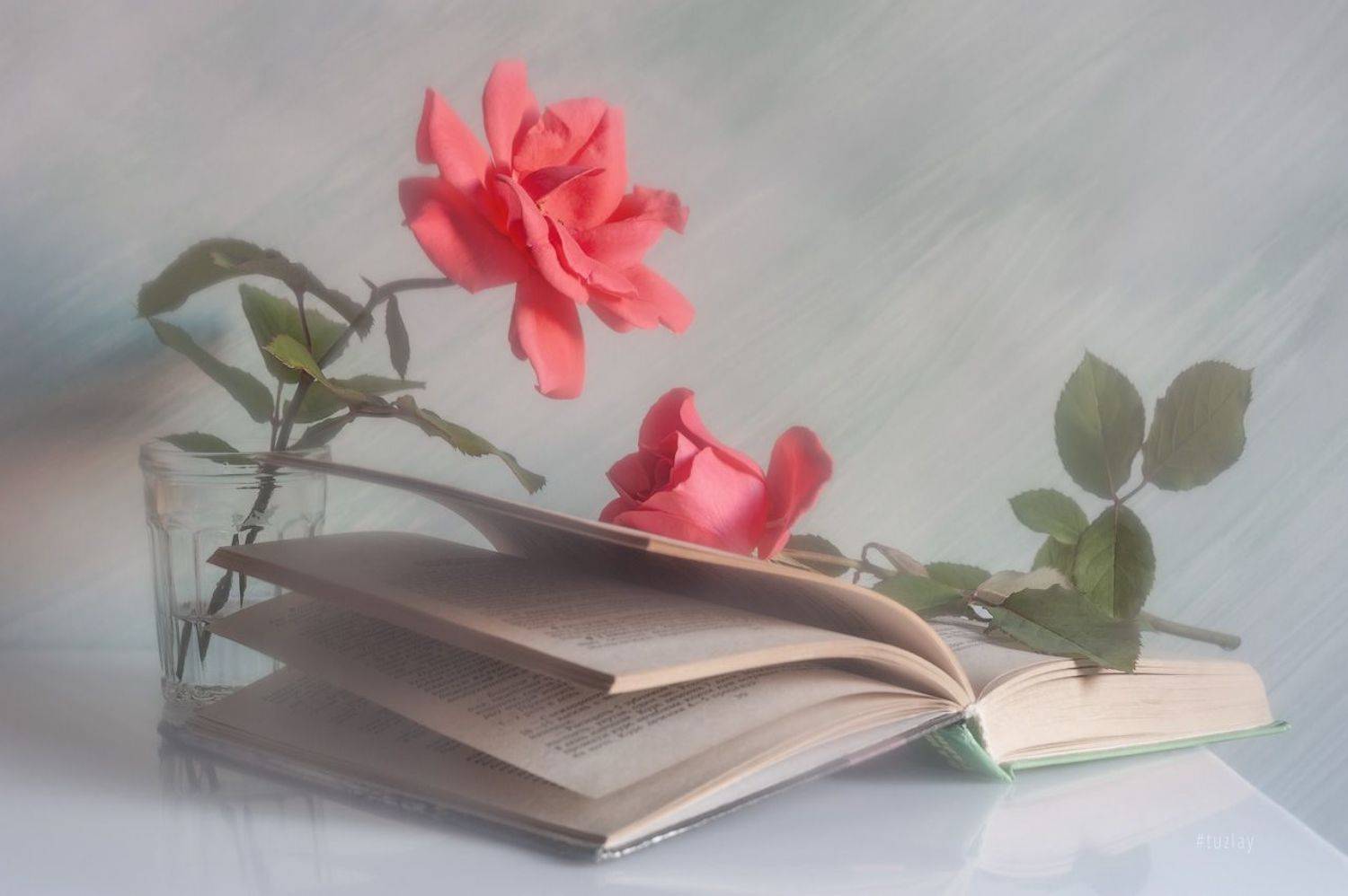 розы, книги, книга, Владимир Тузлай