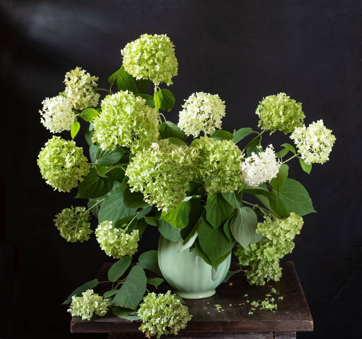 натюрморт, цветы, гортензия, Оля