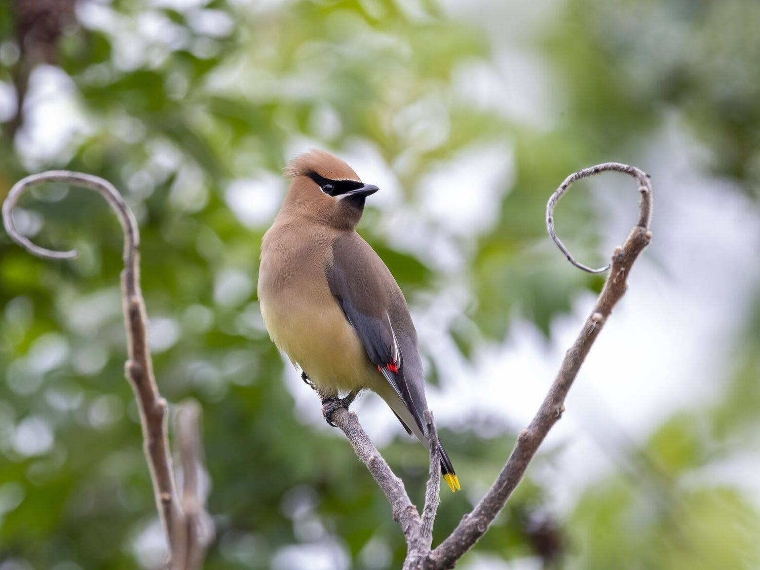 , Fernando Burgalin Sequeira