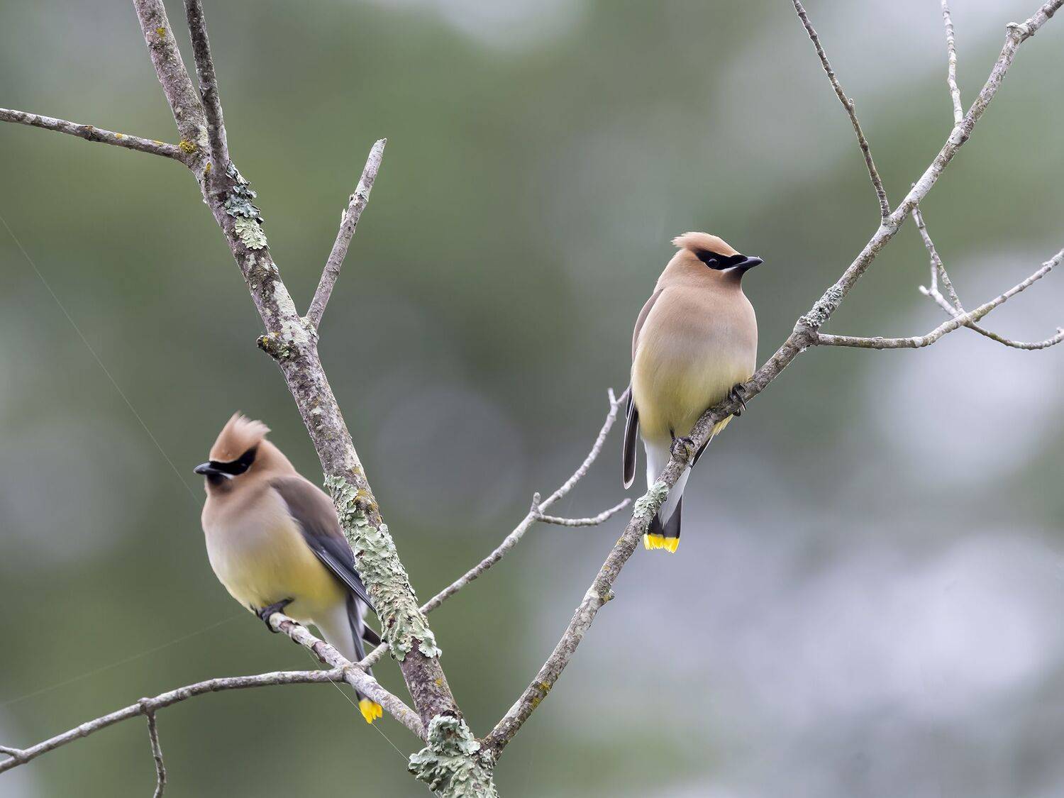 , Fernando Burgalin Sequeira