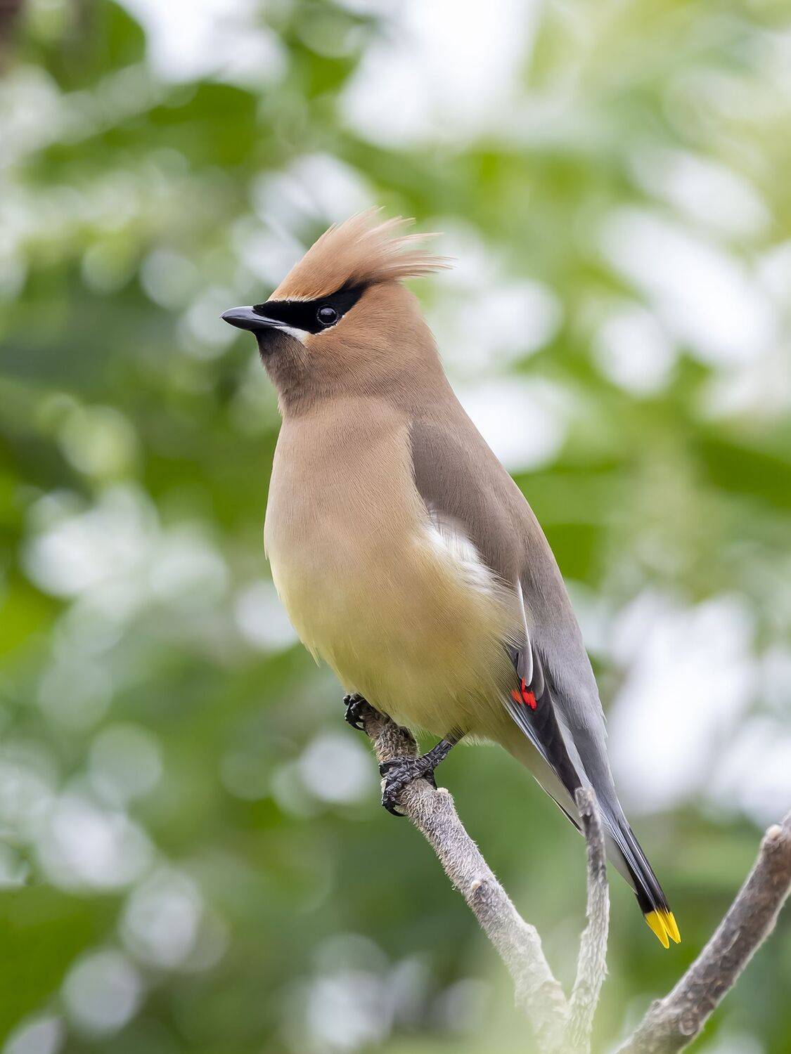 , Fernando Burgalin Sequeira