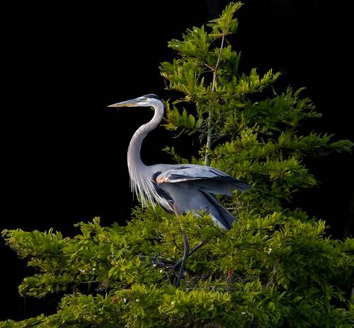 Great Blue Heron - Большая голубая цапля