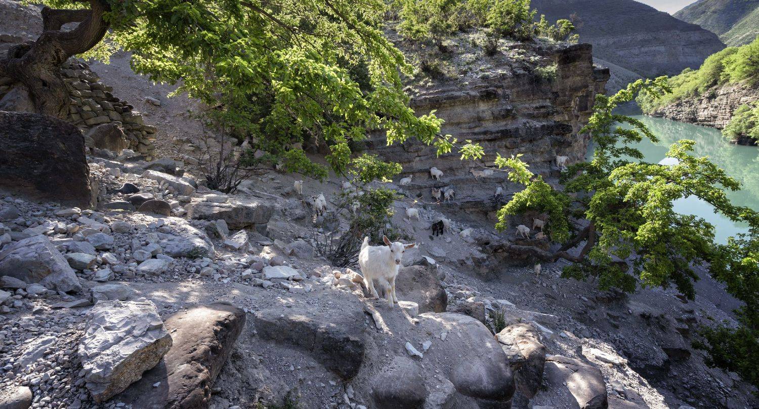 горы, река козы деревья, Андрей Колесов