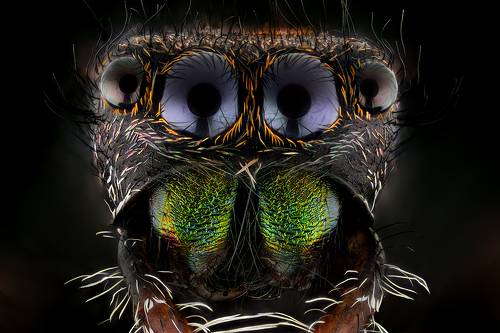 Phidippus regius.