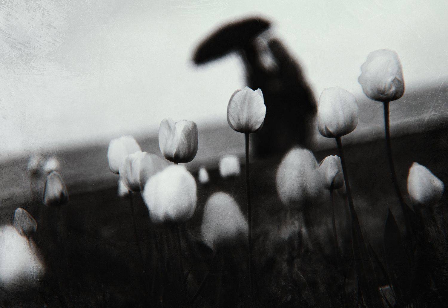 черно-белое, пейзаж, природа, цветы, тюльпаны, дождь, бульвар, море, прохожие гелиос, зенит, керчь, крым, россия, анатолий щербак, Анатолий Щербак
