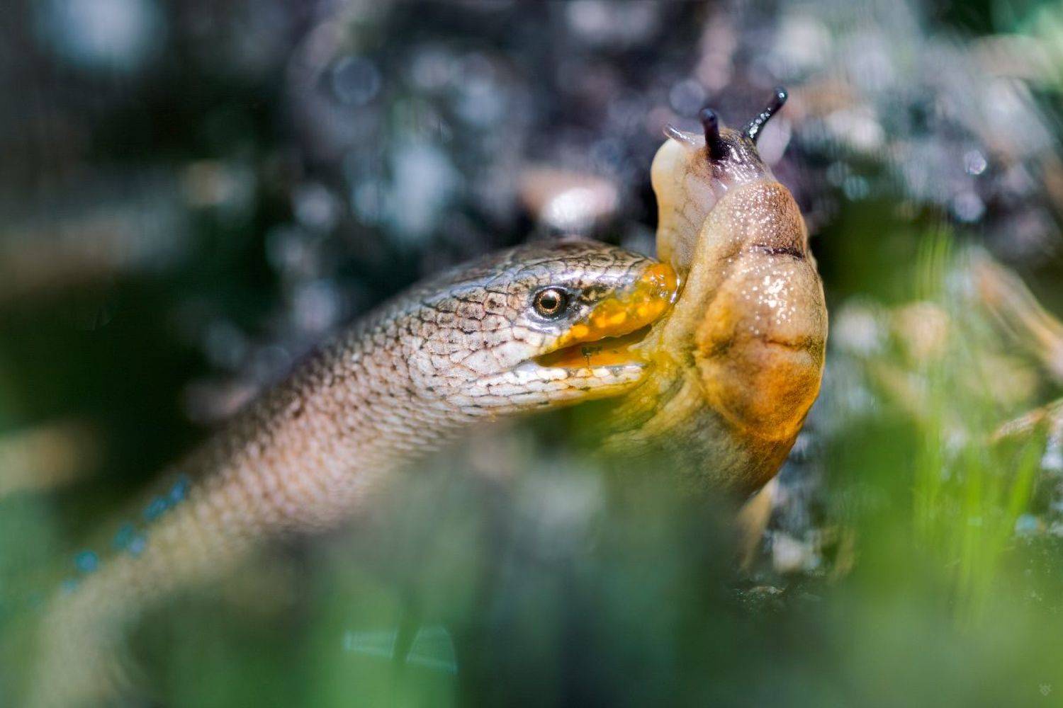 slow worm, eat, wildlife, slug, macro, медленный червь, есть, живая природа, слизняк, макро, Wojciech Grzanka