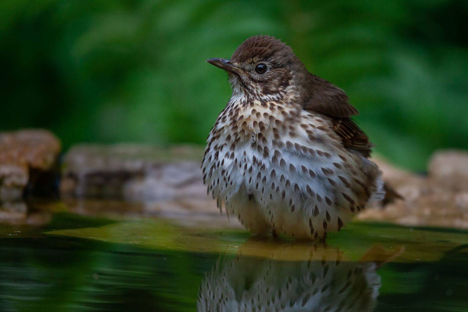 , Марат Кучкаев