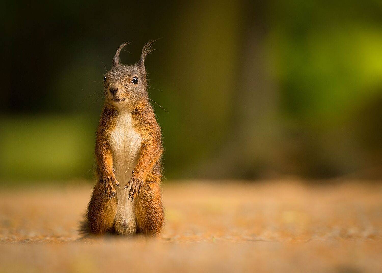 , Robert Adamec
