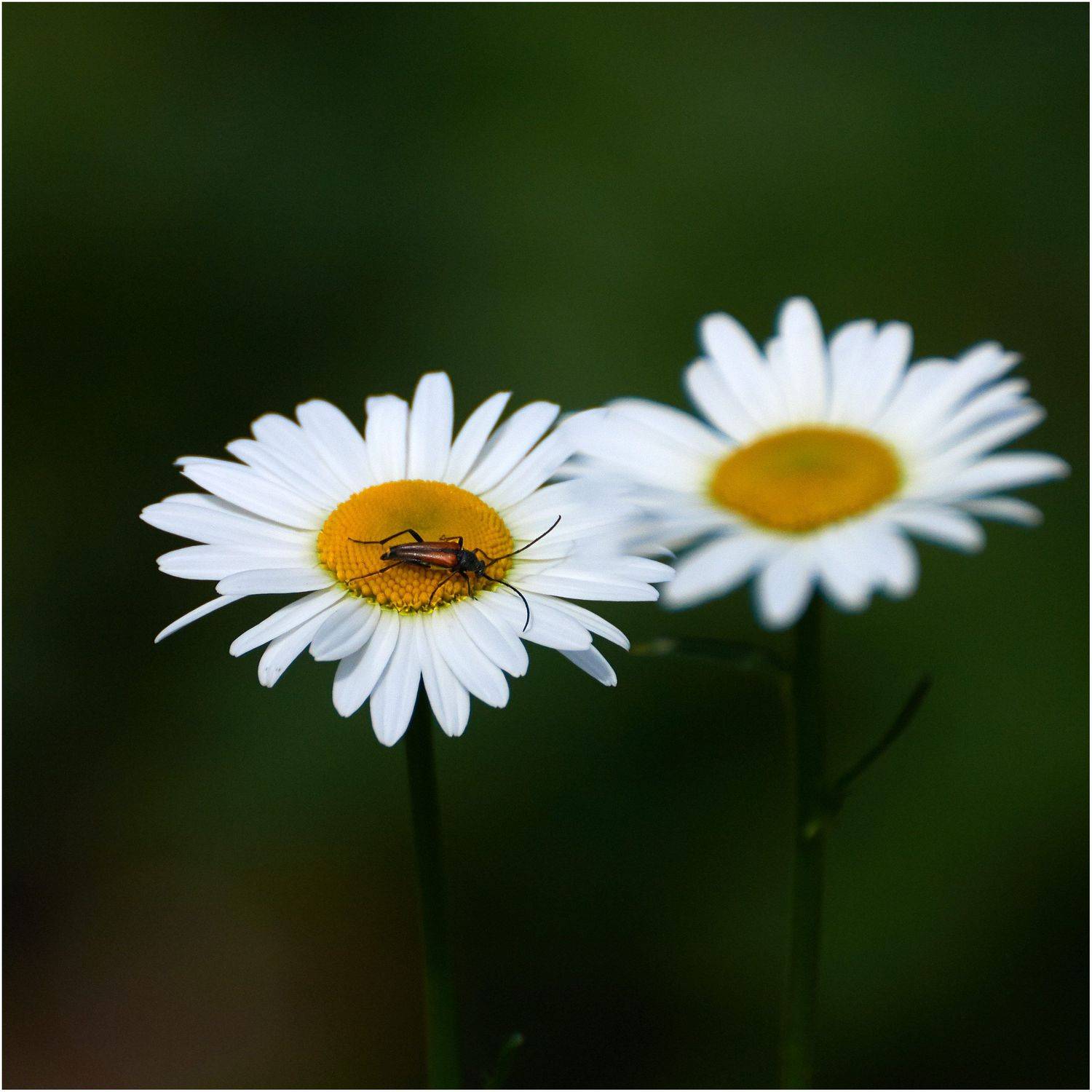 , Владимир Краснов