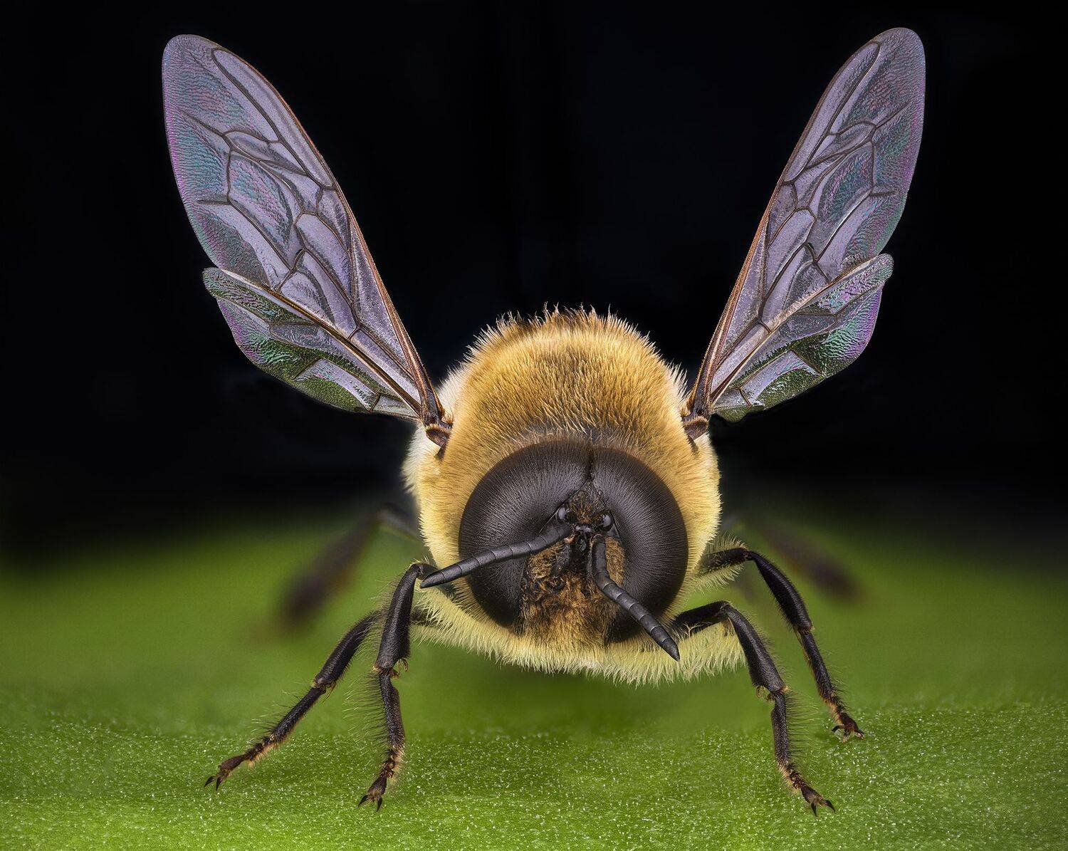 ceclii, macro, lomo 3.7, Tsvetan Ganev