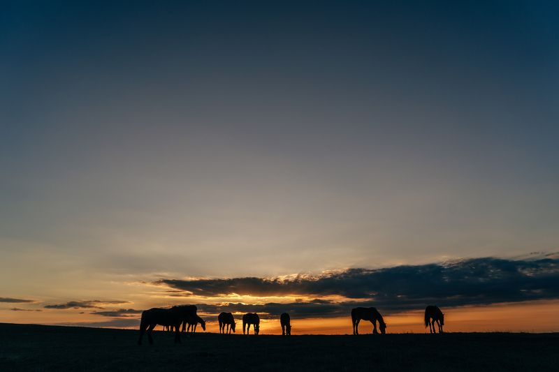 пейзаж, белая скала, крым, landscape, sony a7 III, лошади, horses Лошади фото превью
